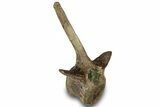 Dinosaur (Thescelosaurus) Anterior Caudal Vertebra - Montana #320472-1